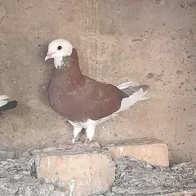 kepderi