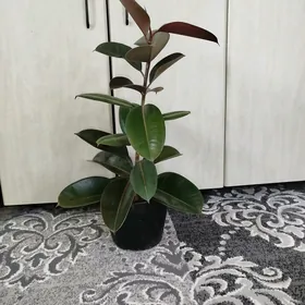 Черный Принц