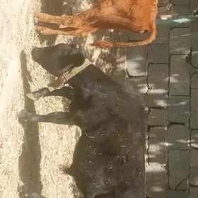 öküzçe tüwe öküz göle