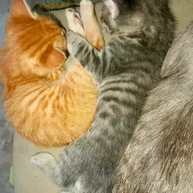 котята