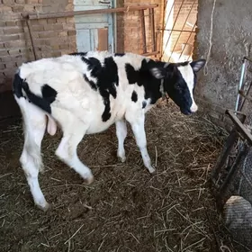 GALEÇTEÝIN ÖKÜZÇE