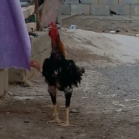 taşgent horaz