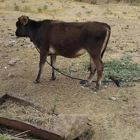 tüwe