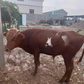 öküz