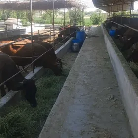Işkar gerk