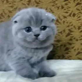 котята шотландские