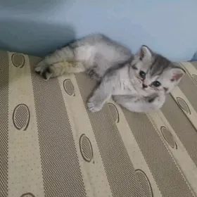 котенок британец