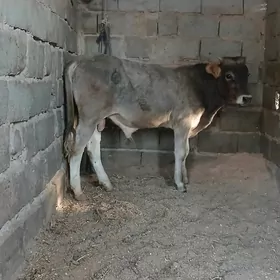 öküz