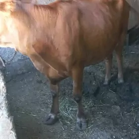 goleli sygyr