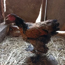 brahma