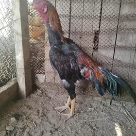 horaz