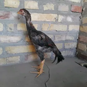 horaz