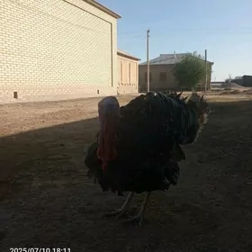 Erkek induk