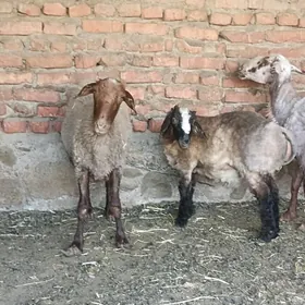 goyun kelle
