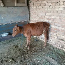 Gulajyn okuzce