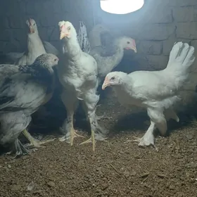 Brama