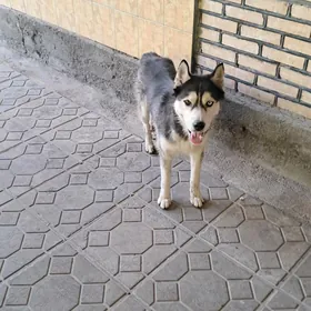haski