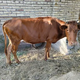 bakyly inek paroda mal