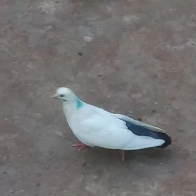 кепдер