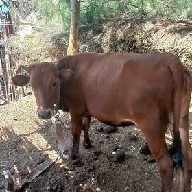gulajyn bakylan  sygyr bakylan