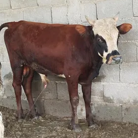 Öküz