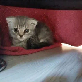 котята