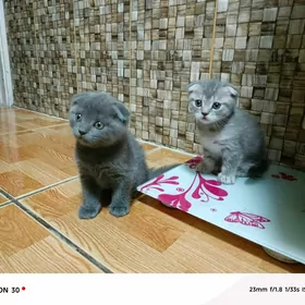 ВИСЛАУШКИ,СКОТИШЬ ФОЛД.