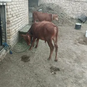 okuzce