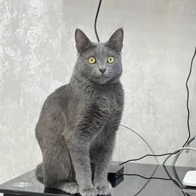 отдам кота в добрые руки