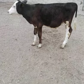 öküz