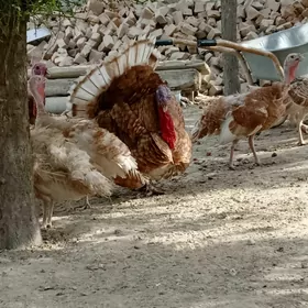 Owgan induk horaz