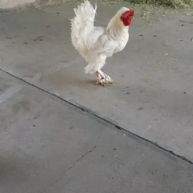 paroda horaz towuk