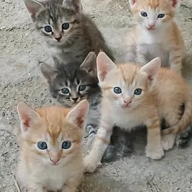 pişijekler