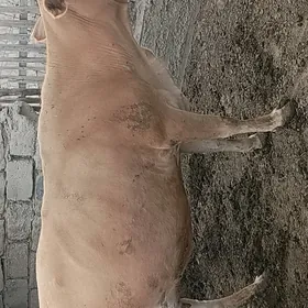 Sygyr