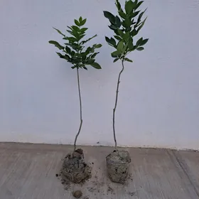 Kolegelik Yasen nahaly