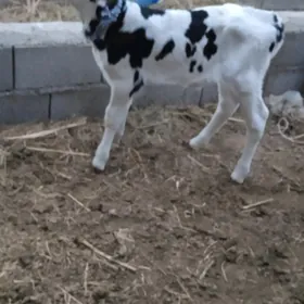 Göle ala