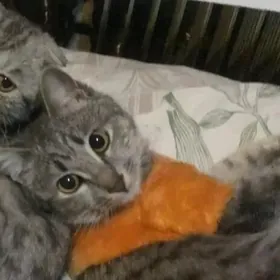 кошки