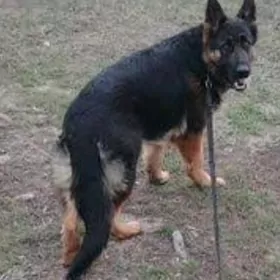 Afçarka Çaga