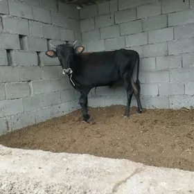 öküz