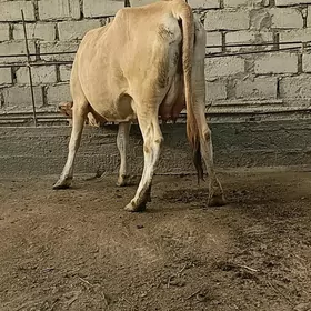 Tanali sygyr
