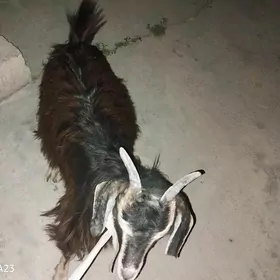çewiş