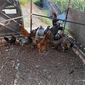 yaponcik karlik