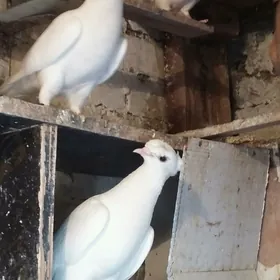 kepderi