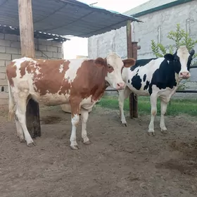 Simental galişteýin tuwe