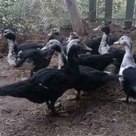 induşka