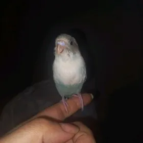 popugayçik попугайчик