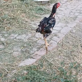baýsow