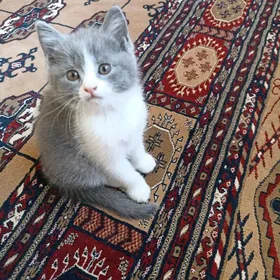 котенок