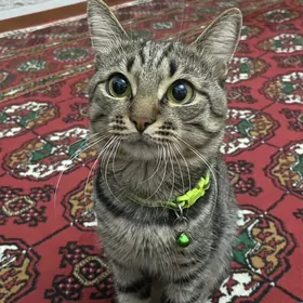 украли кота