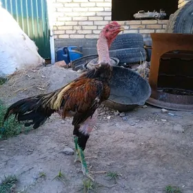 horaz